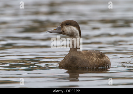 Orchetto comune, Melanitta nigra, femmina Foto Stock