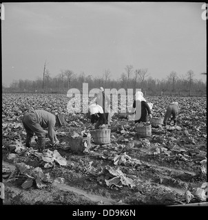 Girolamo Relocation Center, Dermott, Arkansas. Cavoli di taglio che sono state lasciate per Winter harvest. - - 539504 Foto Stock