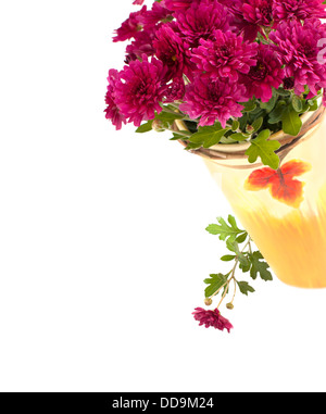 Fiori dell'aster Foto Stock