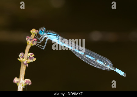 Comune damselfly blu, maschio, becher-azurjungfer, becherazurjungfer, männchen, enallagma cyathigera, enallagma cyathigerum Foto Stock