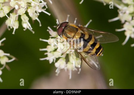 hoverfly, hover fly, syrphid fly, flower fly, Behaarte Schwebfliege, Blütenbesuch, Nektarsuche, Bestäubung, Syrphus torvus Foto Stock