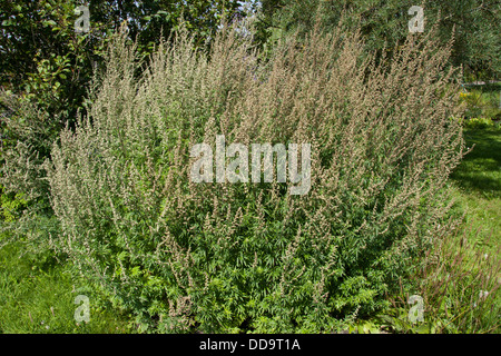 Artemisia, comune assenzio, Gewöhnlicher Beifuß, Beifuss, Artemisia vulgaris Foto Stock