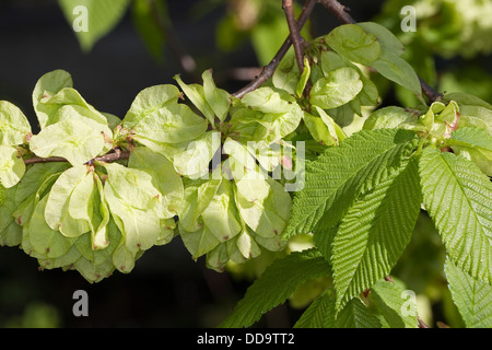 Wych Elm, Scots Elm, frutta, Berg-Ulme, Bergulme, Frucht, Früchte, Ulme, Ulmus glabra, Ulmus scabra, Ulmus montana Foto Stock