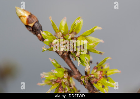 Wych Elm, Scots Elm, Blossoms, Berg-Ulme, Bergulme, Blüten, Ulme, Ulmus glabra, Ulmus scabra, Ulmus montana Foto Stock