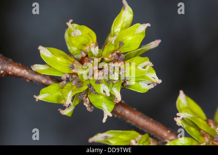 Wych Elm, Scots Elm, Blossoms, Berg-Ulme, Bergulme, Blüten, Ulme, Ulmus glabra, Ulmus scabra, Ulmus montana Foto Stock