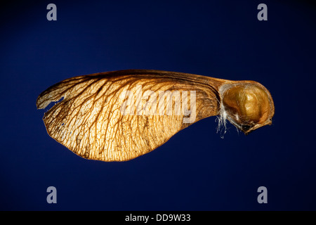 Sycamore, Erable sycomore, acero, frutta, Bergahorn, Berg-Ahorn, Ahorn, Acer pseudoplatanus, Früchte, Frucht Foto Stock