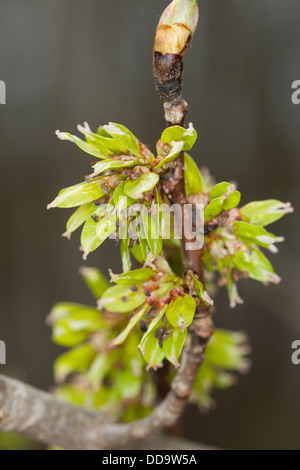 Wych Elm, Scots Elm, Blossoms, Berg-Ulme, Bergulme, Blüten, Ulme, Ulmus glabra, Ulmus scabra, Ulmus montana Foto Stock