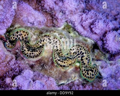 Tridacna vongole. Bora Bora. Polinesia francese. Foto Stock