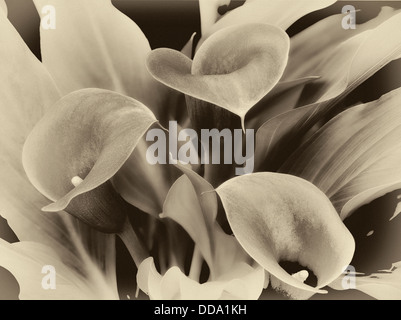 Close up Calla Lily. Oregon Foto Stock