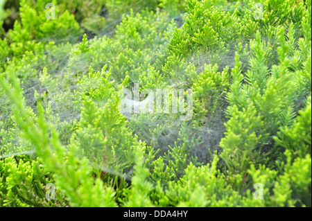 Spider Web su albero di pino Foto Stock