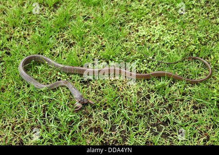 Snake inghiottire un rospo Foto Stock