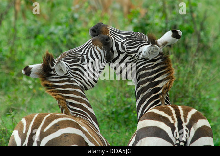 Una coppia di comune zebre, Equus quagga. Foto Stock