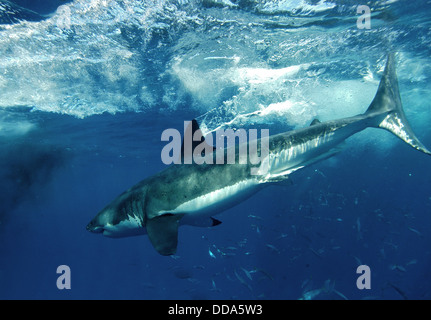 Un grande squalo bianco, Carcharadon carcarias, immersioni subacquee. Foto Stock