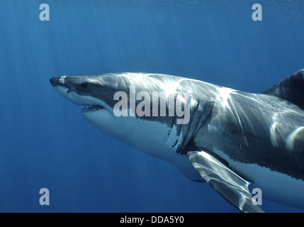 Un grande squalo bianco, Carcharadon carcarias, nuoto. Foto Stock