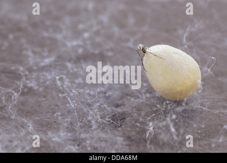 Un Western black widow spider, Latrodectus hesperus, hatchling sul suo caso di uovo. Foto Stock
