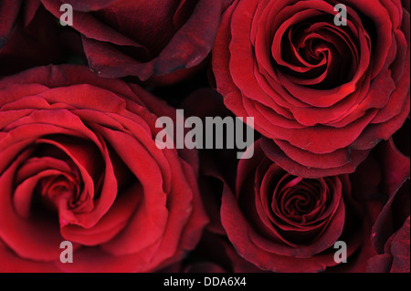 Close up sbiadito bouquet di rose Foto Stock