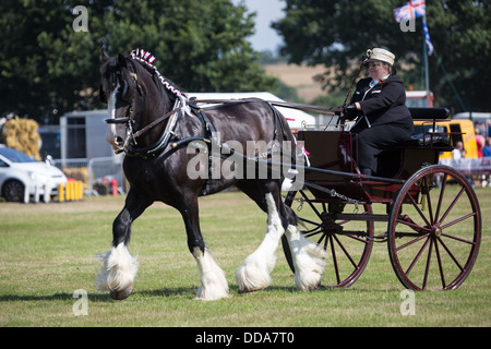 Un tradizionale buggy e shire horse effettuando in corrispondenza di una contea mostrano in Inghilterra Foto Stock