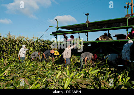 I lavoratori migranti il raccolto di mais fresco presso aziende agricole Uesugi Agosto 28, 2013 a Gilroy, CA. Foto Stock