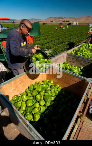 I lavoratori migranti il raccolto i peperoni verdi a fattorie Uesugi Agosto 28, 2013 a Gilroy, CA. Foto Stock