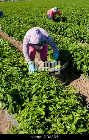 I lavoratori migranti il raccolto i peperoni verdi a fattorie Uesugi Agosto 28, 2013 a Gilroy, CA. Foto Stock