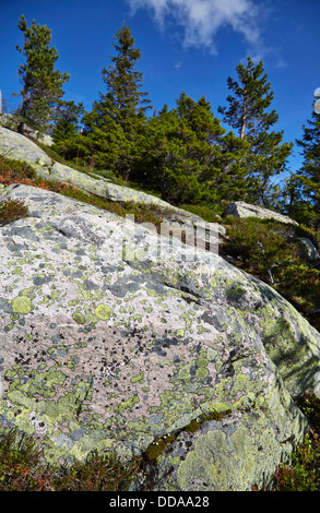 Lime mappa verde lichene Rhizocarpon geographicum su rocce di granito nelle montagne della Norvegia centrale Foto Stock