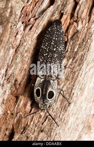 Un Eyed Fare clic su Beetle (Alaus oculatus) aderisce al lato di un decadimento ceppo di albero Foto Stock