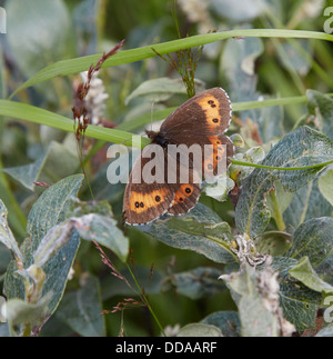 Arran Brown Butterfly Erebia ligea Jotunheimen Oppland Norvegia Foto Stock