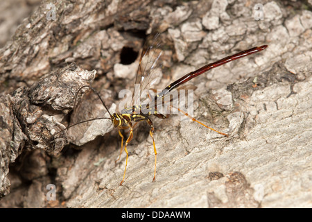 Un gigante maschile Ichneumon (Megarhyssa macrurus) wasp cerca per le femmine lo sviluppo all'interno di un log su larve di Pigeon Horntail. Foto Stock