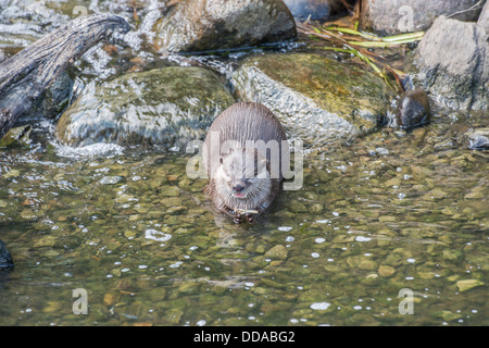 Oriental piccola artigliato lontra, aonyx cinerea, seduti in un flusso Foto Stock