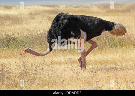 Un maschio (struzzo Struthio camelus) a piedi nella riserva naturale di Ngorongoro, Tanzania Foto Stock