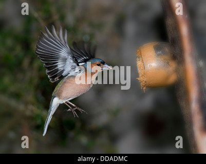 Un fringuello avanzamento sul burro di arachidi catturato in volo Foto Stock