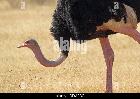 Primo piano di un maschio (struzzo Struthio camelus) Passeggiate Foto Stock