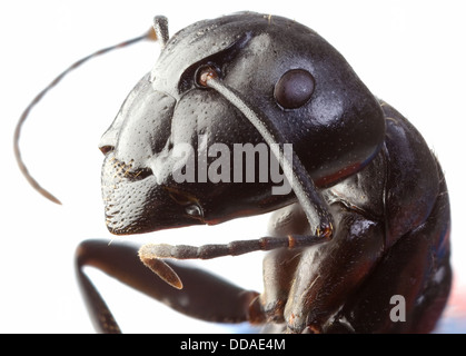 Nero Garden Ant a basso ingrandimento di scala Foto Stock