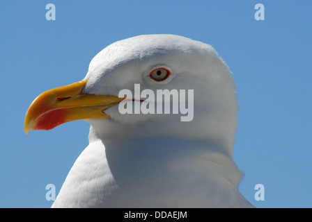 Close up laterali testa-shot di aringa gull. Tutto bianco con becco giallo e con occhio limpido cielo blu Foto Stock