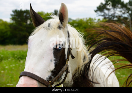 Allarmato un cavallo di vernice mare guardando l'estremità posteriore di un altro cavallo di lampeggiare la sua coda Foto Stock