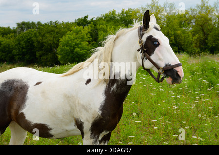 Una vernice a cavallo con occhi blu in piedi in un campo paese ontario canada Foto Stock