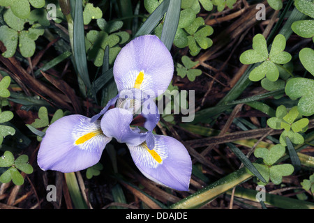 Close-up di algerini Iride / Dwarf fioritura invernale- iris Iris unguicularis [ex Iris stylosa] -Famiglia Iridaceae Foto Stock