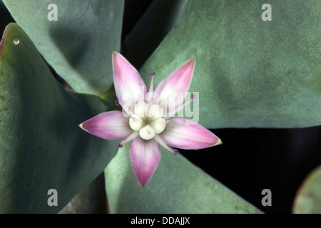 Close-up del fiore della succulenta Silver Dollar impianto - Crassula arborescnes- Famiglia Piante succulente | Dicotiledoni Foto Stock