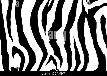 Animale sfondo zebra Foto Stock