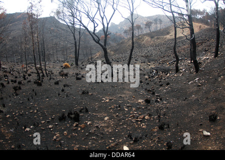 Area bruciata visto dopo un incendio che rase al suolo più di 2300 ettari nell'isola spagnola di Maiorca. Foto Stock