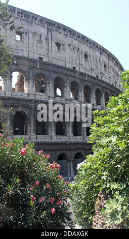 Gli archi del Colosseo tra piante fiorite di oleandri in Roma 1 Foto Stock