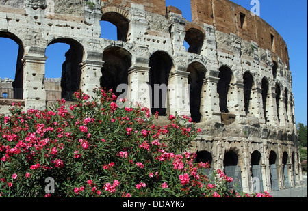 Gli archi del Colosseo tra piante fiorite di oleandri in Roma 3 Foto Stock