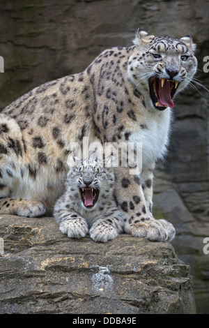 Snow Leopard e la sua 16 settimane vecchio cucciolo. Entrambi sbadigli. Foto Stock