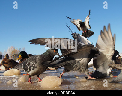 Piccioni in inverno sul lago Foto Stock