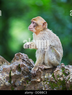 Giovani Barbary macaque (Macaca sylvanus) seduto su una roccia sotto la pioggia Foto Stock