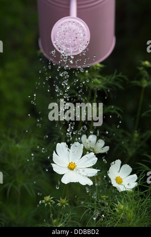 Bianco di irrigazione Cosmos bipinnatus fiori con una rosa annaffiatoio Foto Stock