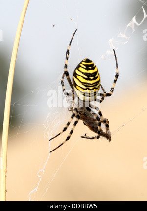 Close-up di Wasp femmina Spider (Argiope bruennichi) alimentazione su un insetto catturati nel suo web Foto Stock