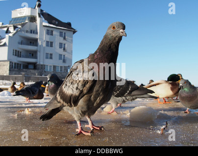 Piccioni in inverno sul lago Foto Stock