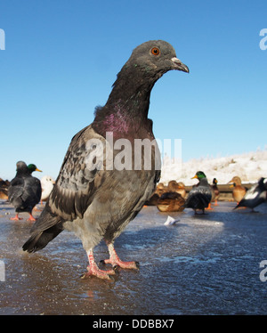 Piccioni in inverno sul lago Foto Stock