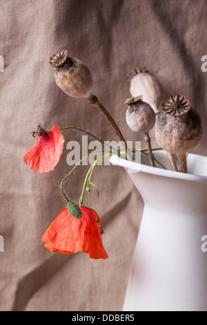 Still-life con semi di papavero teste a secco e rosso dei fiori in vaso bianco Foto Stock